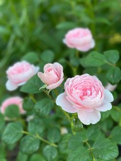 David Austin Rose