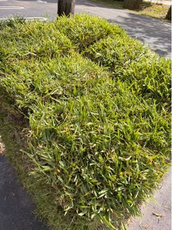St. Augustine palmetto sod