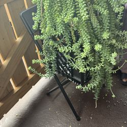 Burros tail succulent