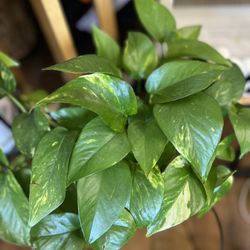 Golden Pothos 