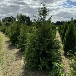 Privacy Tree Sale FREE DELIVERY! Emerald Green & Green Giants 