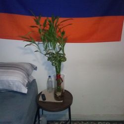 Lucky Bamboo Plant