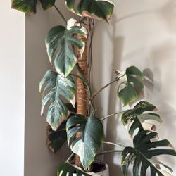 REDUCED!!! Monstera Albo (large plant)