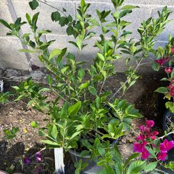 5 Gallon Gardenia  