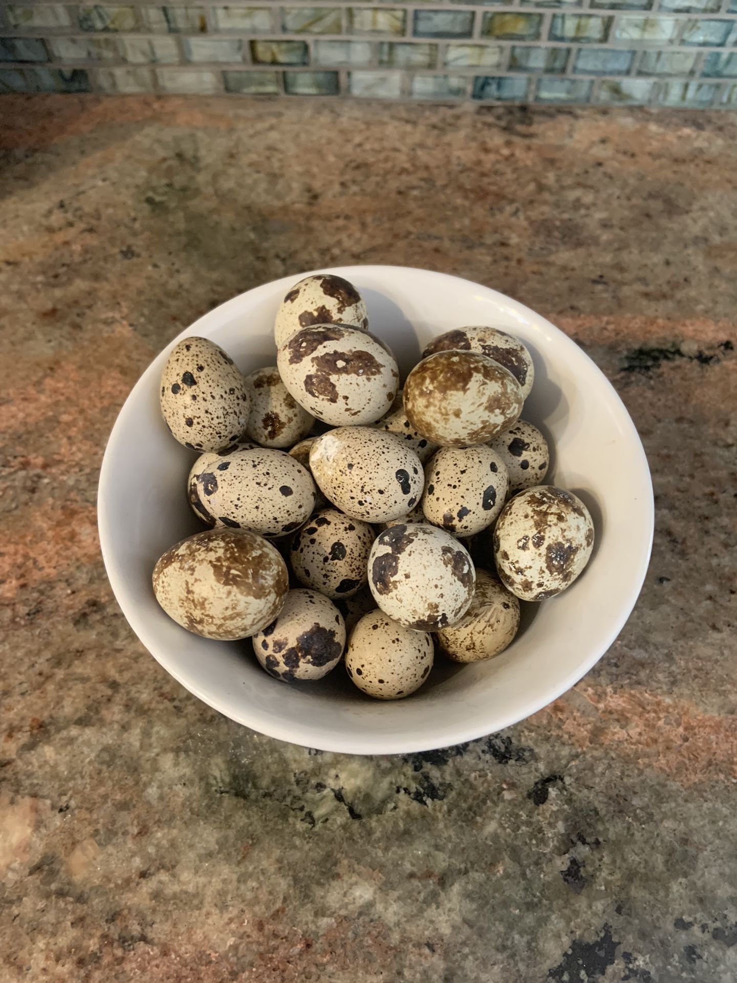 Fértil Quail Eggs 