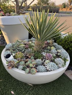 Two Pots Plants Included.