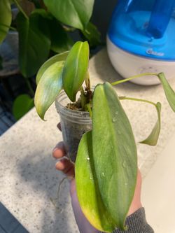 Philodendron Variegated Longilobatum Mint
