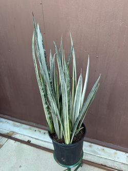 10” sansiveria bantel sensation