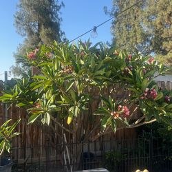 Plumeria Cutting