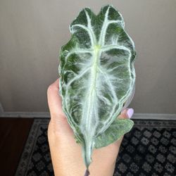 Alocasia Venum Live Plant