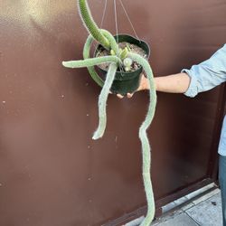 monkey tail cactus xl