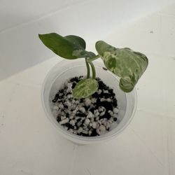 MONSTERA BULBASAUR 