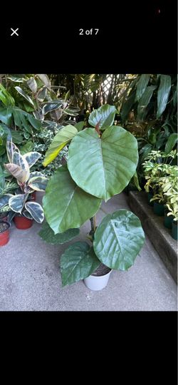 2.5ft (top of plant to bottom of pot) Ficus Umbellata, 95820