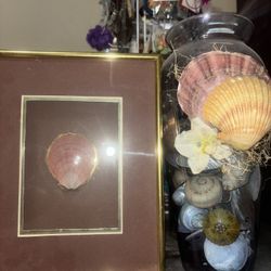Seashell Decor