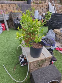 Different citrus trees