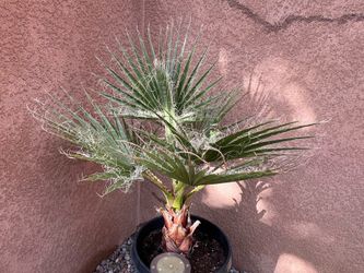 California Fan Palm