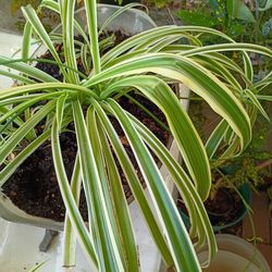 Beautiful Spider Plants $6-10
