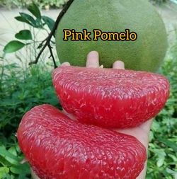 Pomelo Grafted Dwarf Trees 🌳 3gal