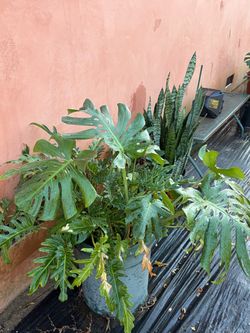 Plant