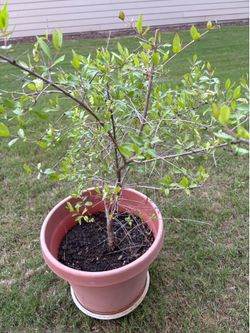 organic Henna ( mehdi ) plant