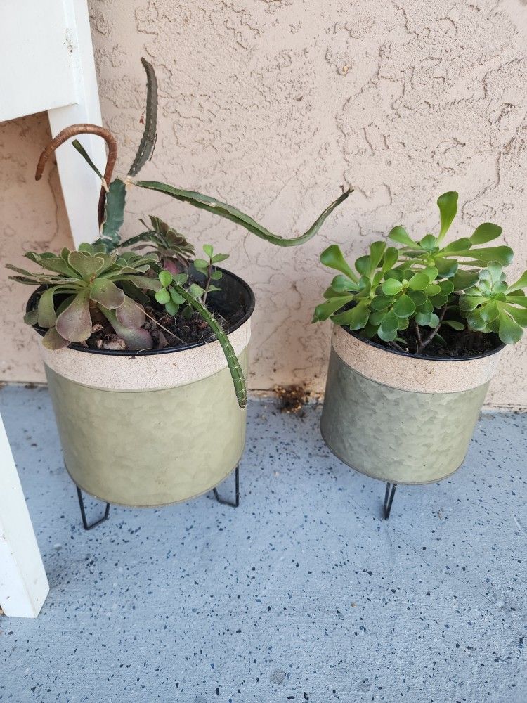 Succulent Plants $20 For Both