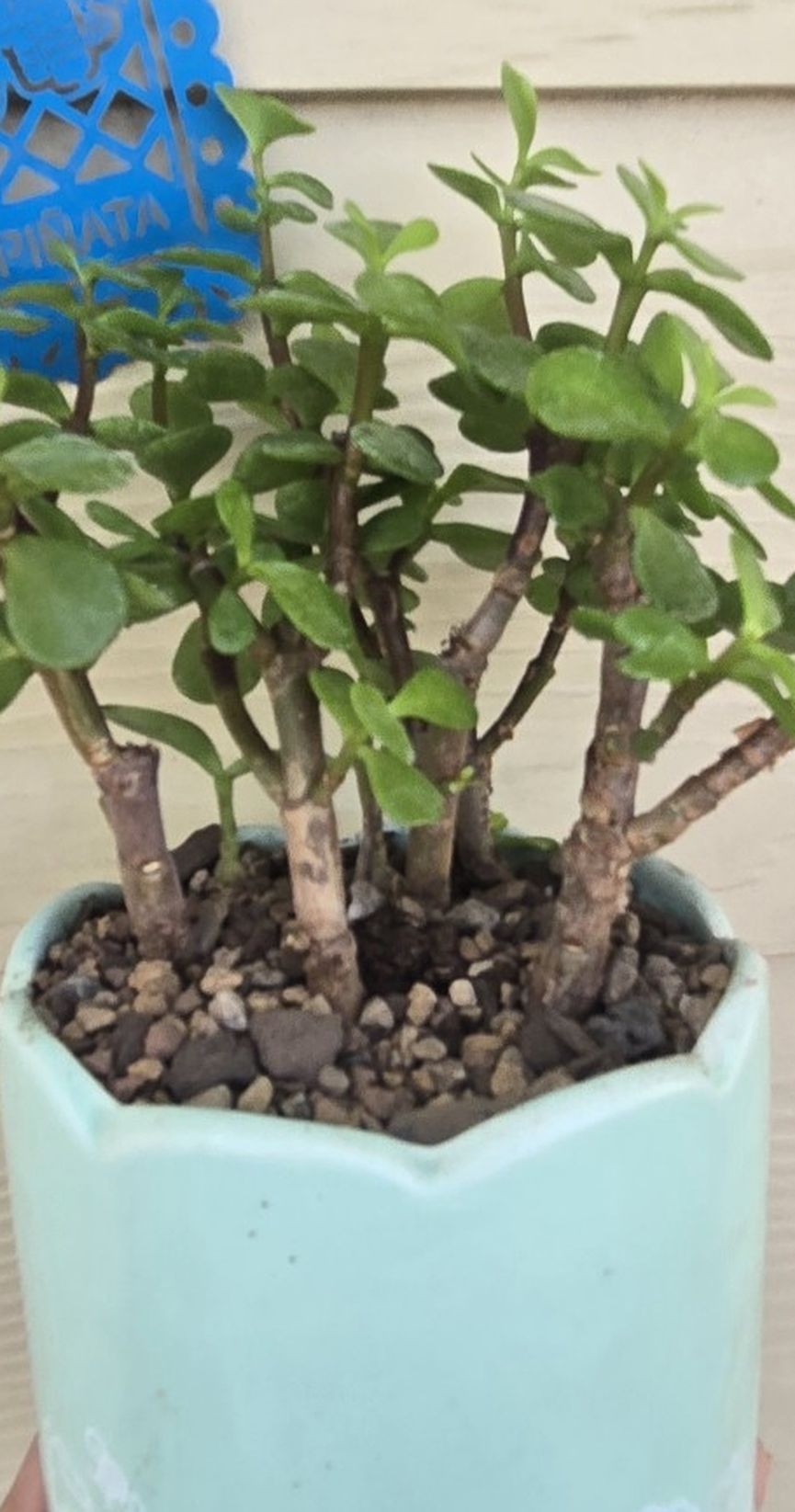 $10 Plant