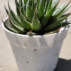 Aloe Succulent  