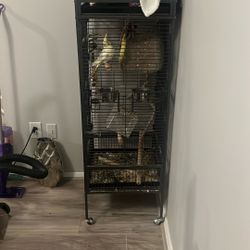 Bird Cage 