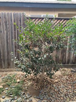 Outdoor bush