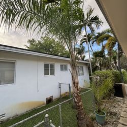 Free Queen Palms