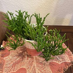 Succulent Plant 🪴 