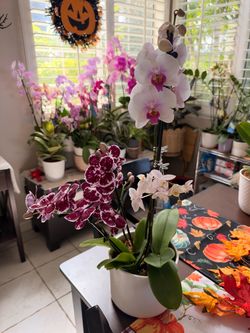 Live Phalaenopsis Orchid Plant in White Pot