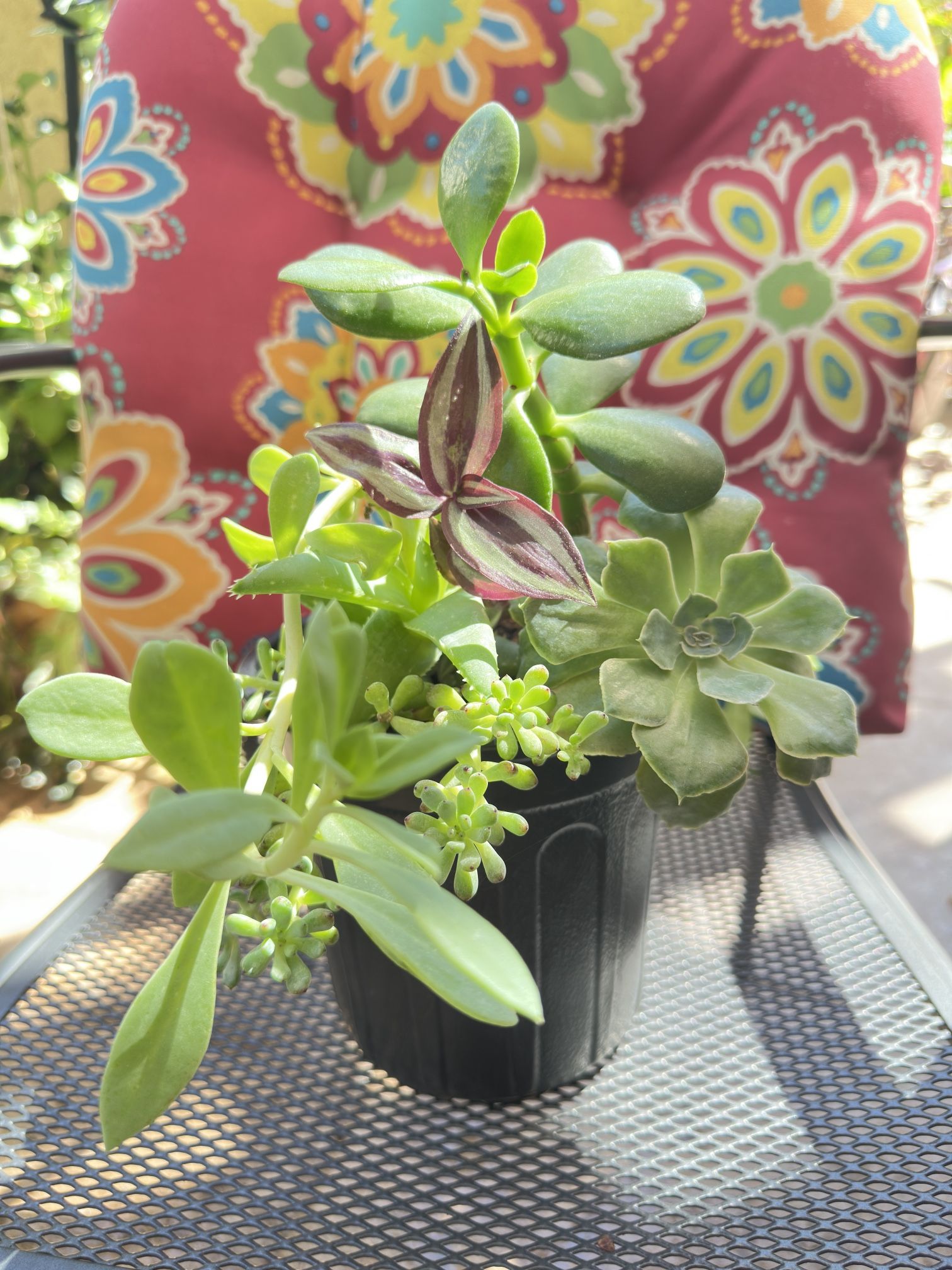 6 Succulents In One Plastic Pot