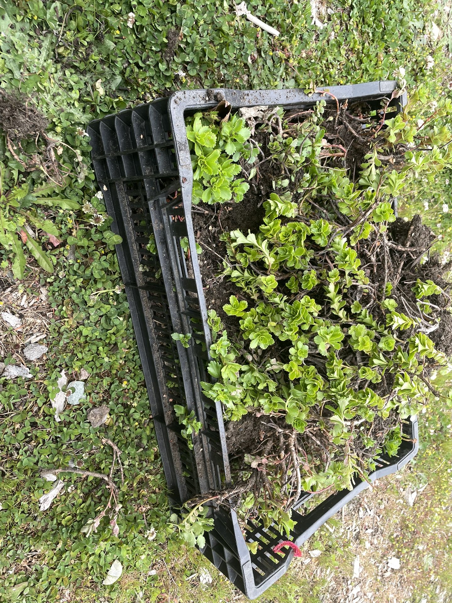 Sedums - cold hardy succulents BULK