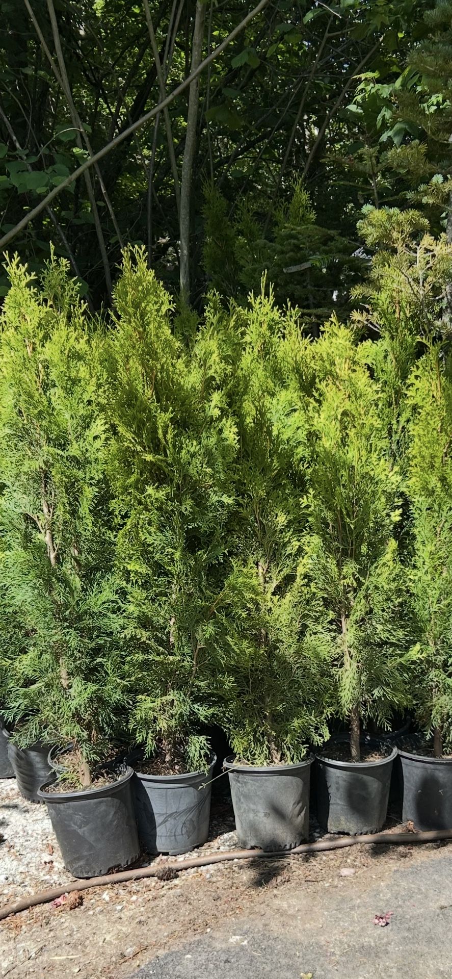 Emerald Green Arborvitae Privacy Trees —