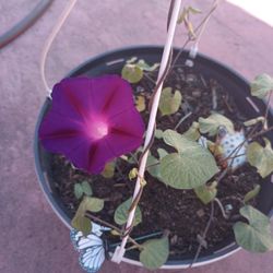Plants 