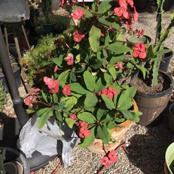 Beautiful crown of thorns plant in decorative pot