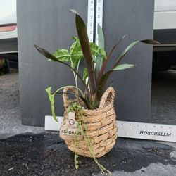 Live Plant Bouquet, SEE OTHER OFFERS 