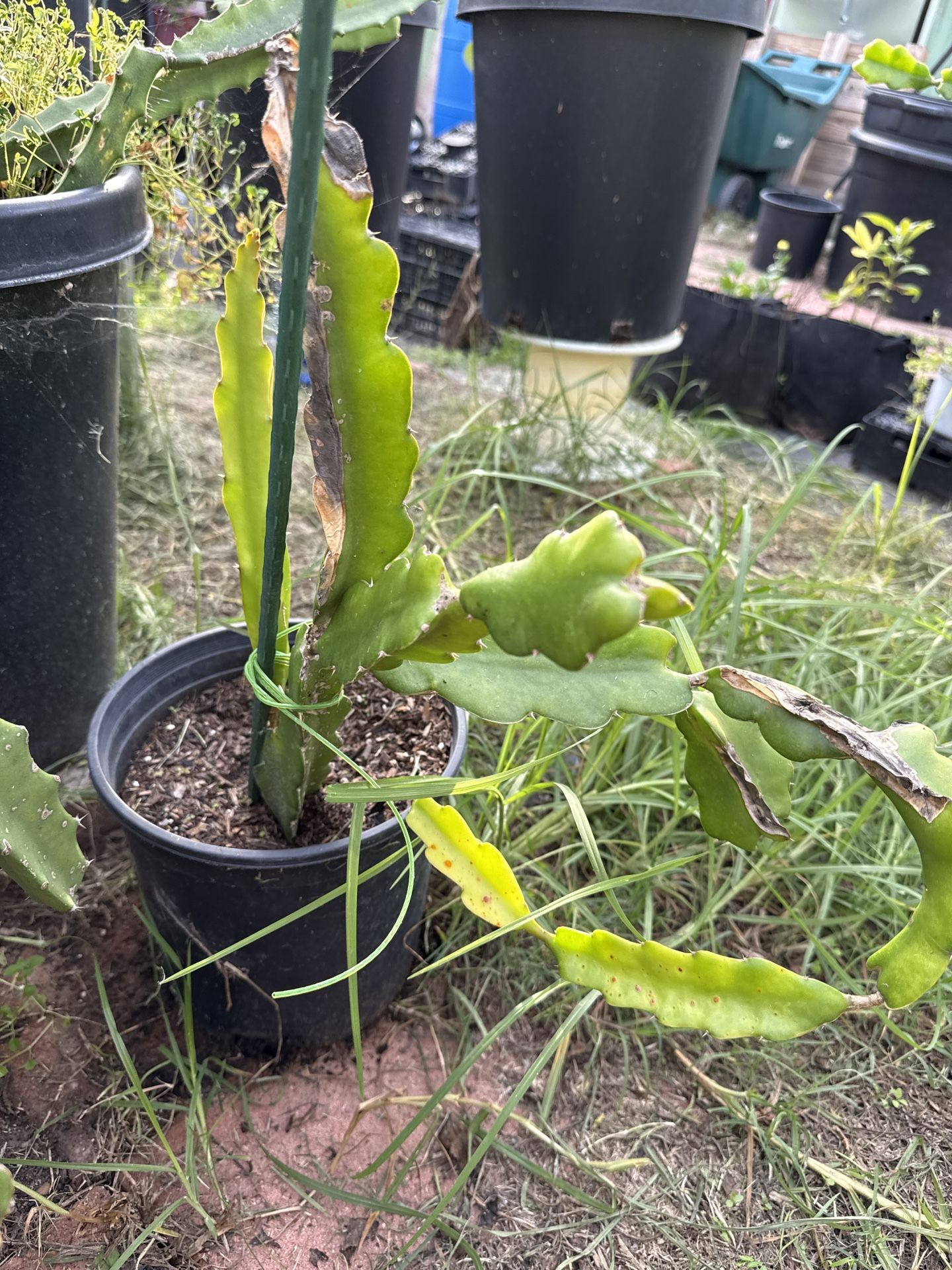 Potted Dragonfruit Plant