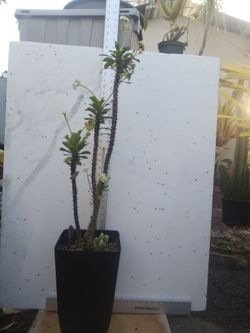 Crown of thorns, SEE OTHER OFFERS