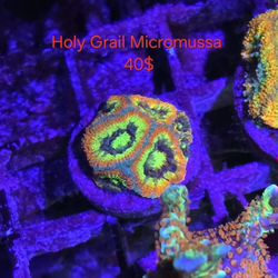 Reef Tank Decoration Frag