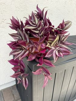 Tradescantia Zebrina Live Plant in 6inch pot