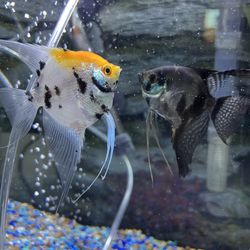 Angel Fish tank aquarium 