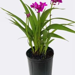 Purple Ground Orchid Plant 🪴 3gal Orquideas De Piso 3gal