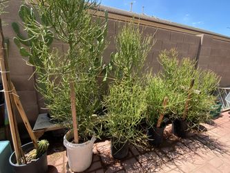 Plants