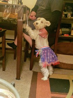M/L Pet tutu Costume