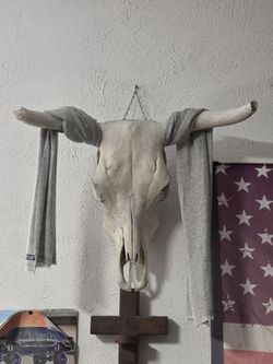 Bull Skull