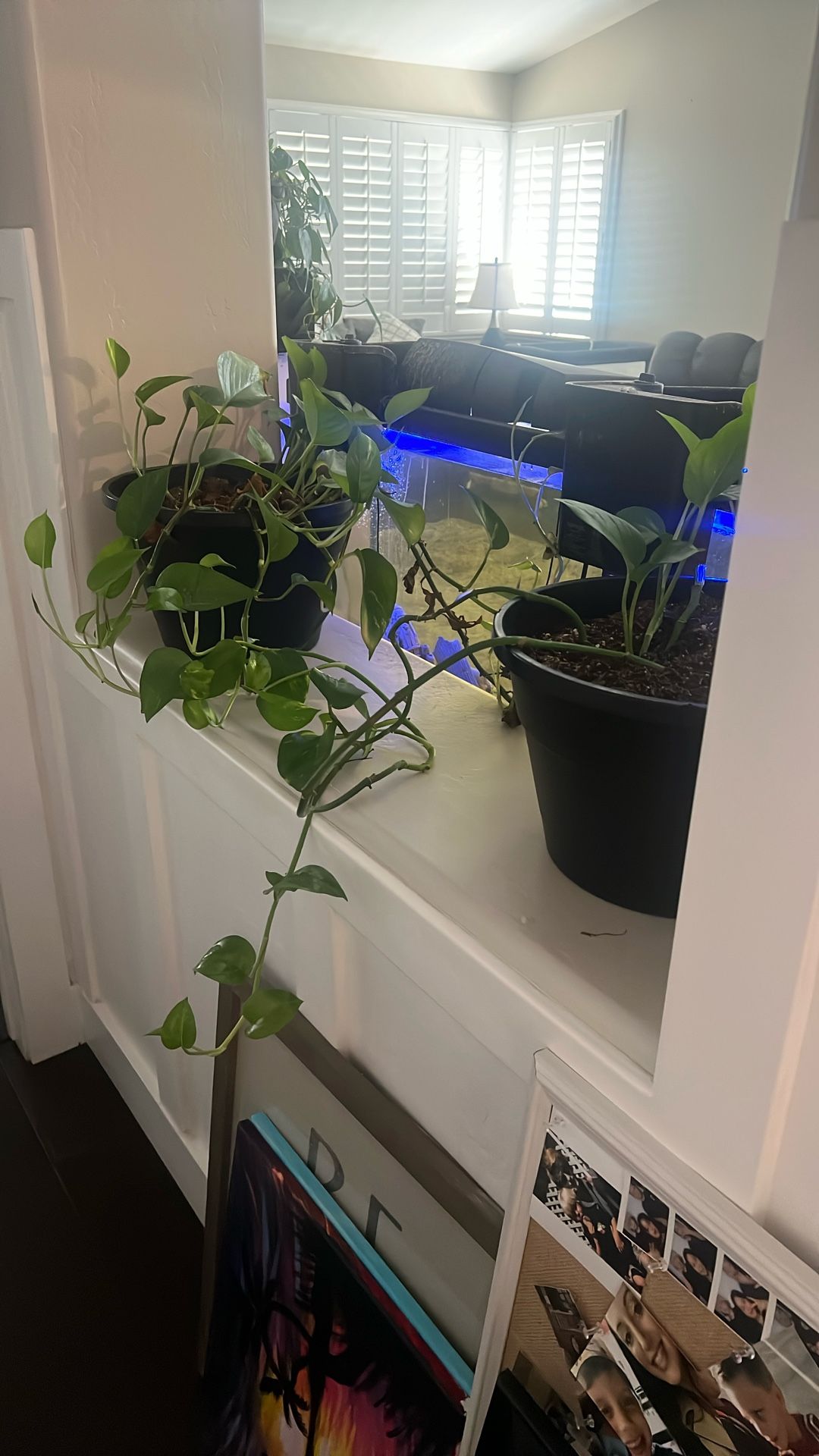 Plants