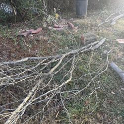 Tree Work Around Charlotte 