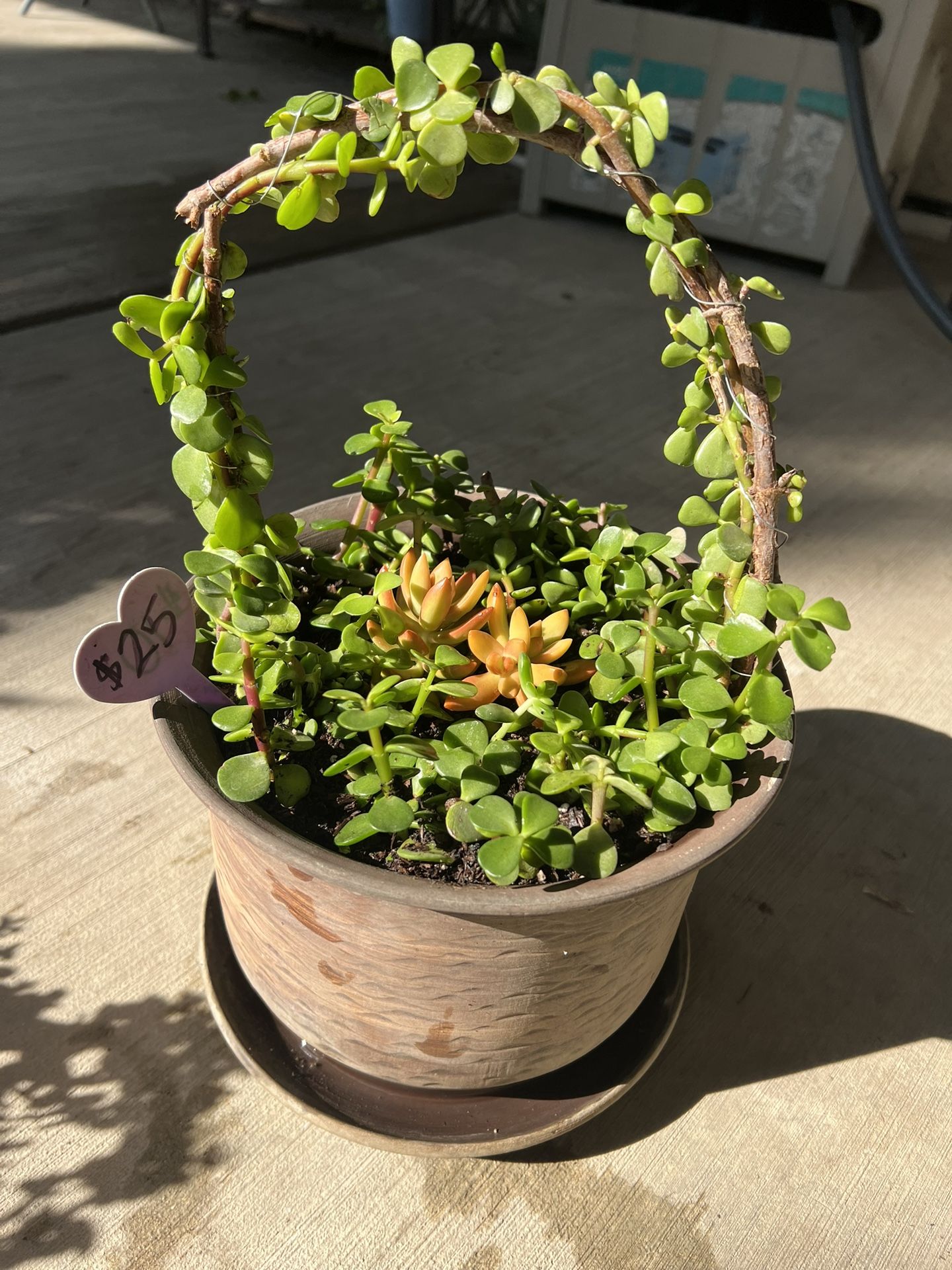 Succulent Basket